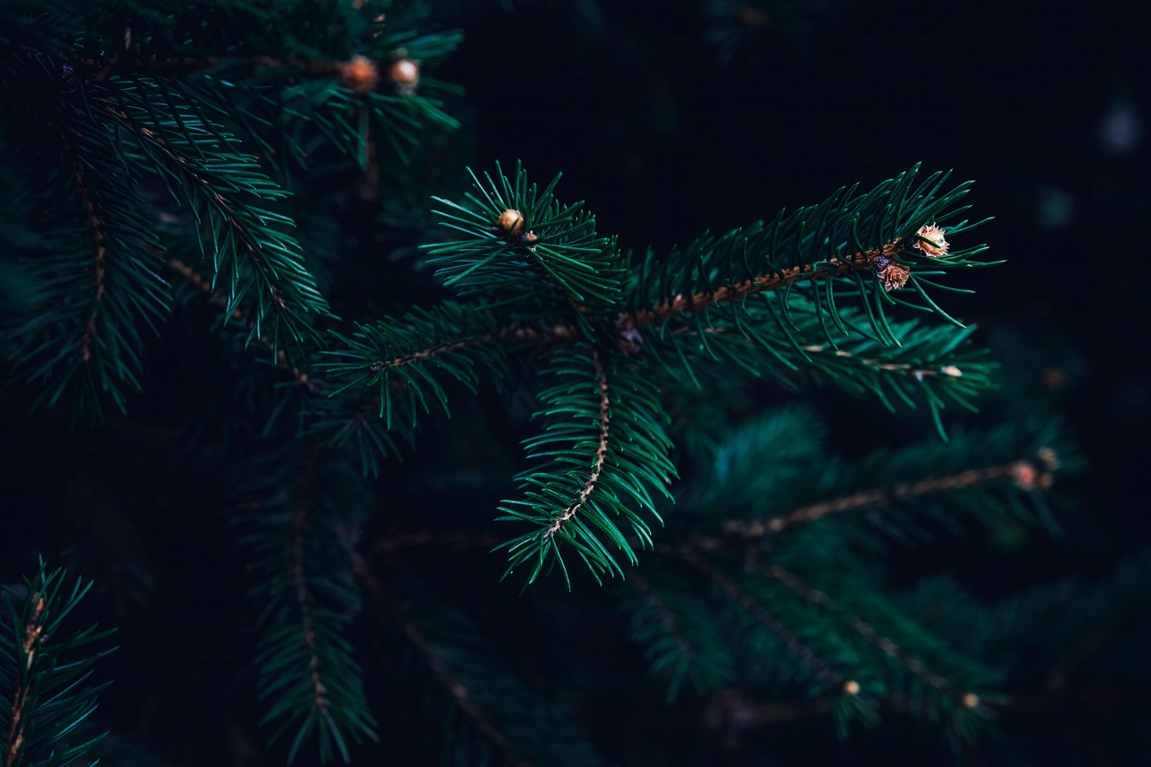 Tree Branches Coniferous wallpaper
