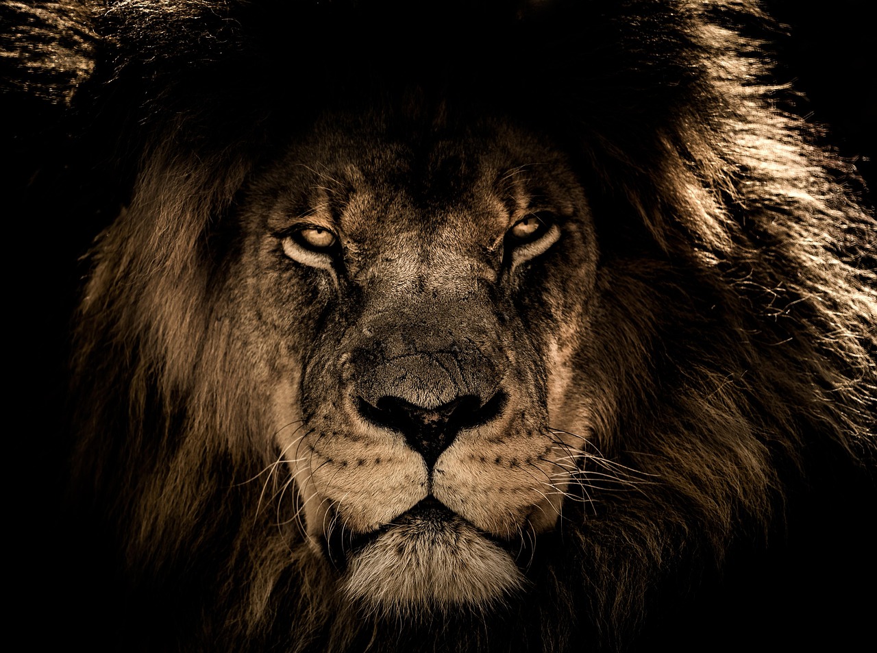African Lion Wild Cat Feline wallpaper