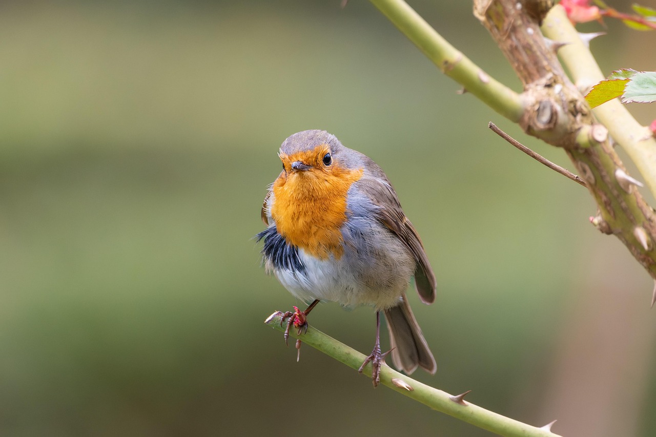 Bird Nature Animal wallpaper