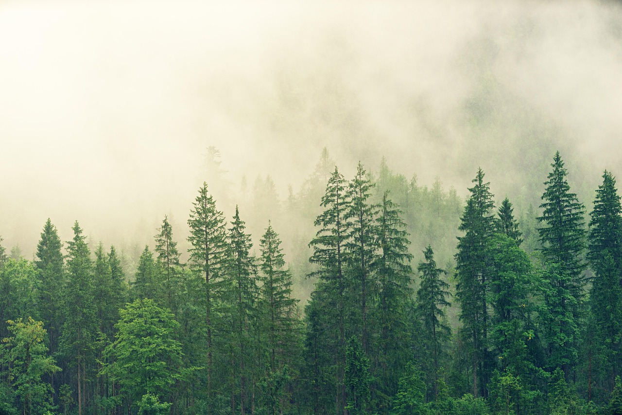 Forest Trees Fog wallpaper
