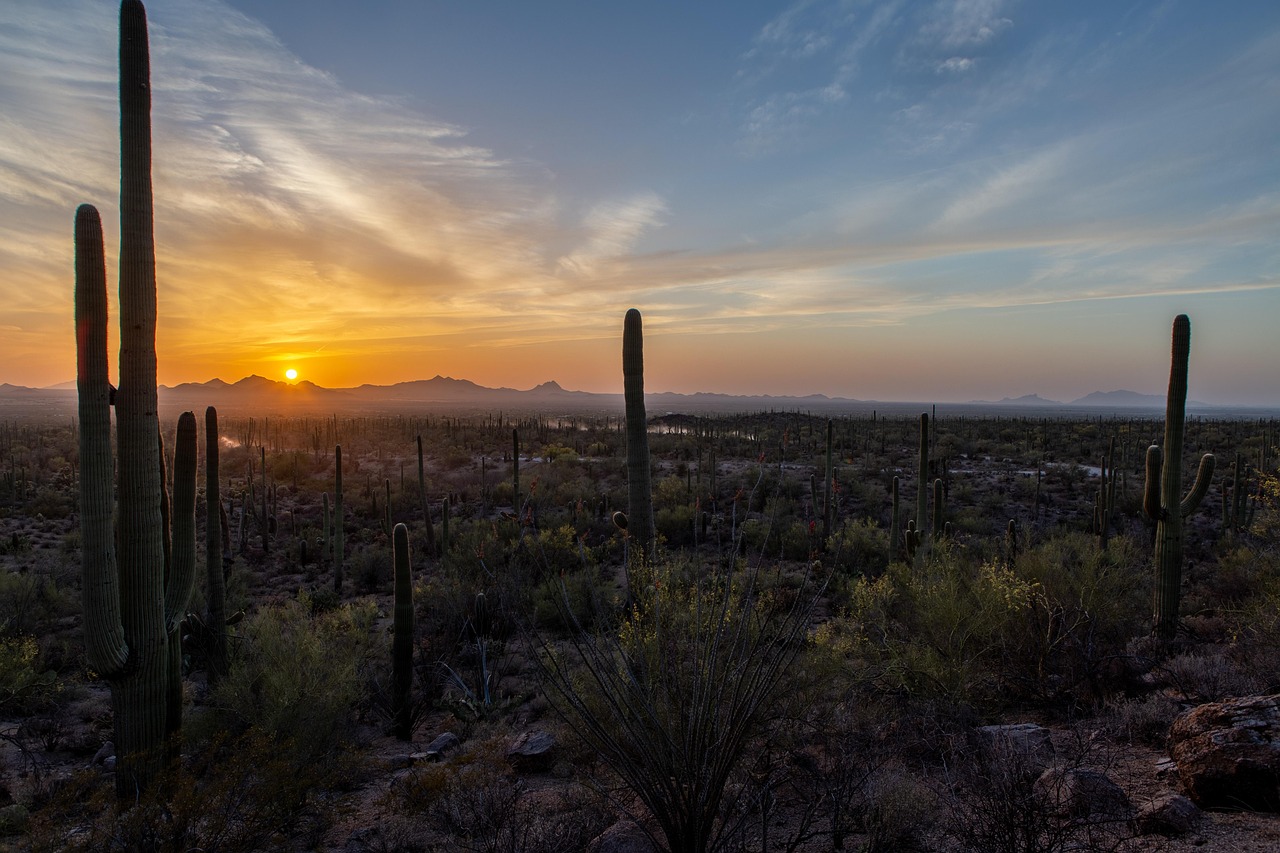 Saguaro Sunset Desert wallpaper