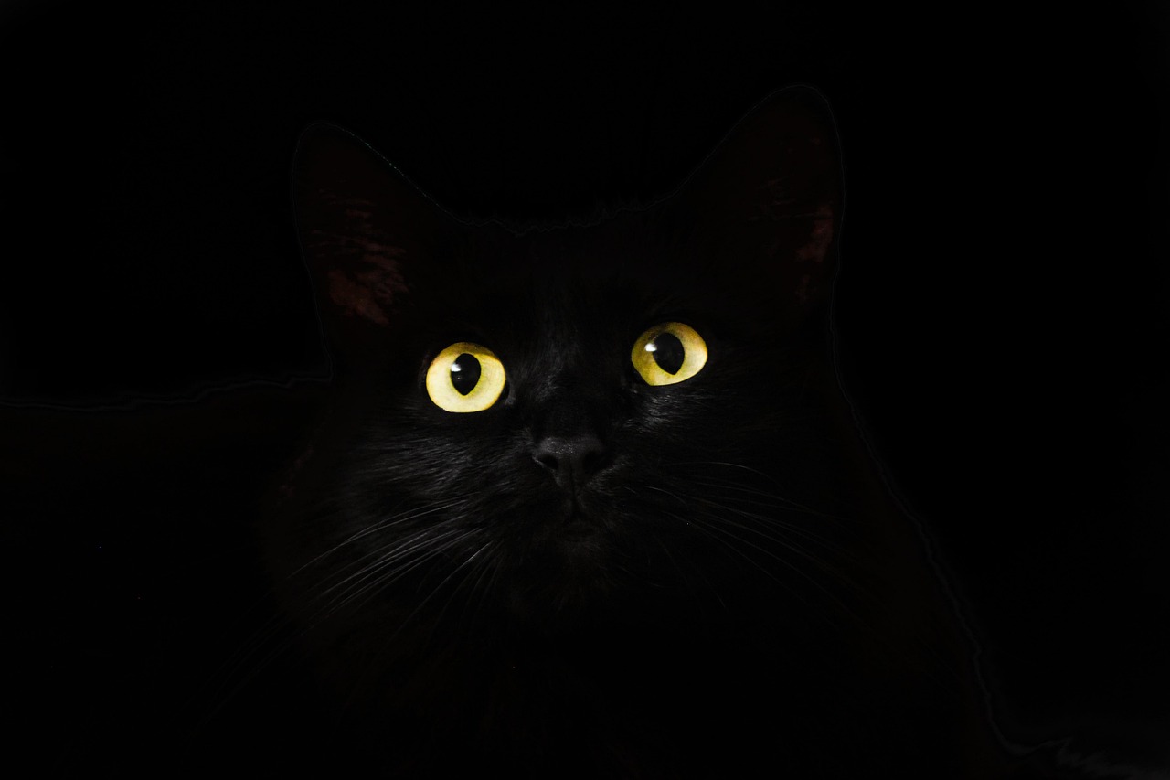 Cat's Eyes Cat Black wallpaper