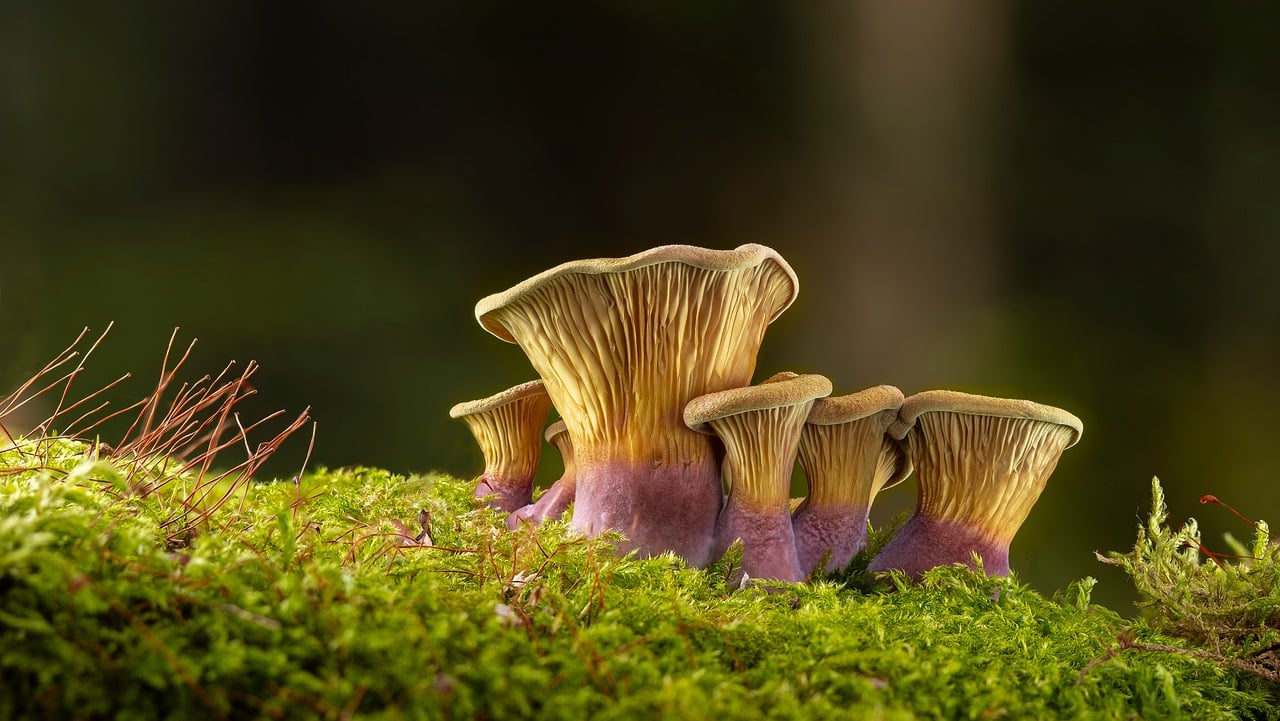 Mushrooms Forest Nature wallpaper