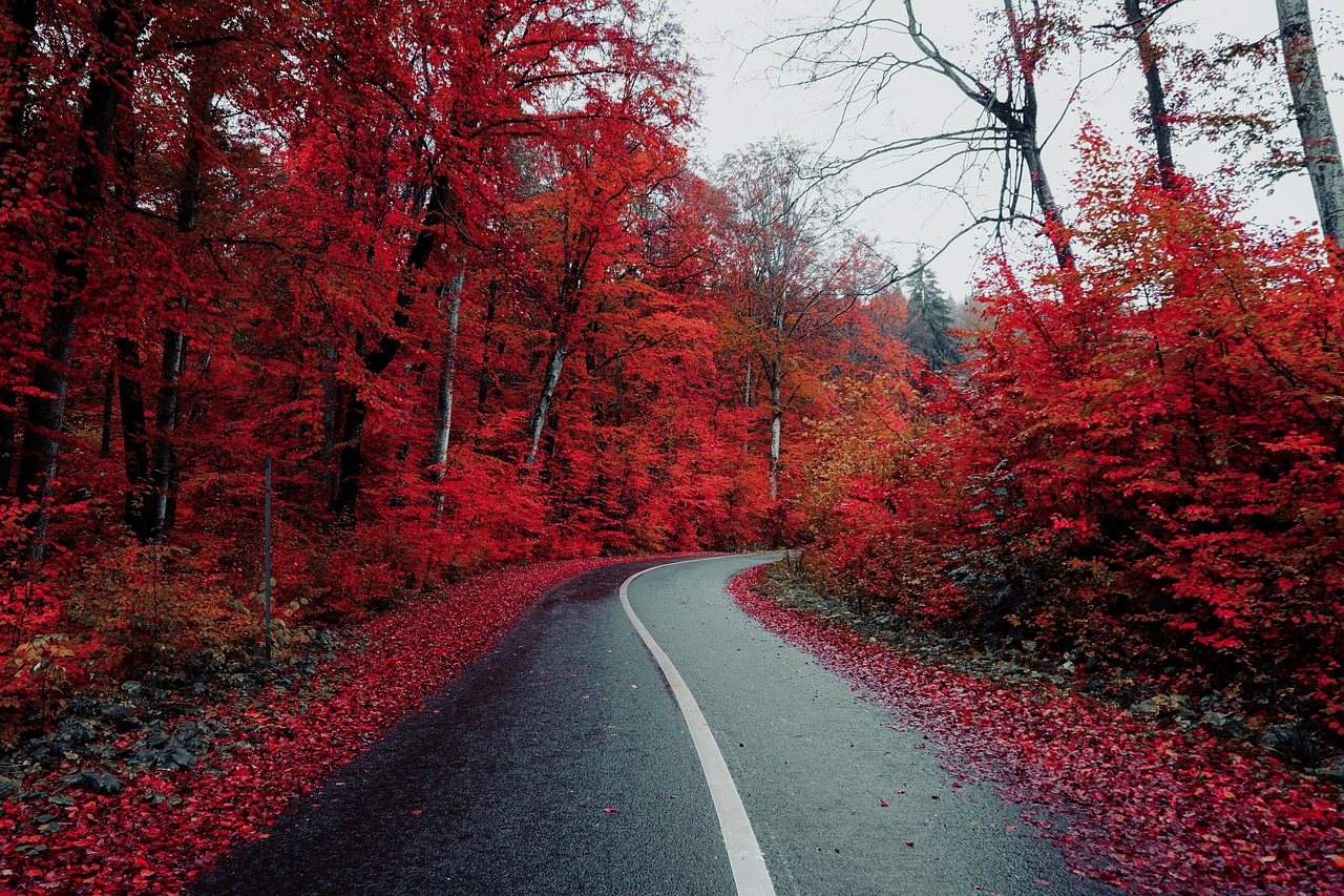 Road Countryside Autumn wallpaper