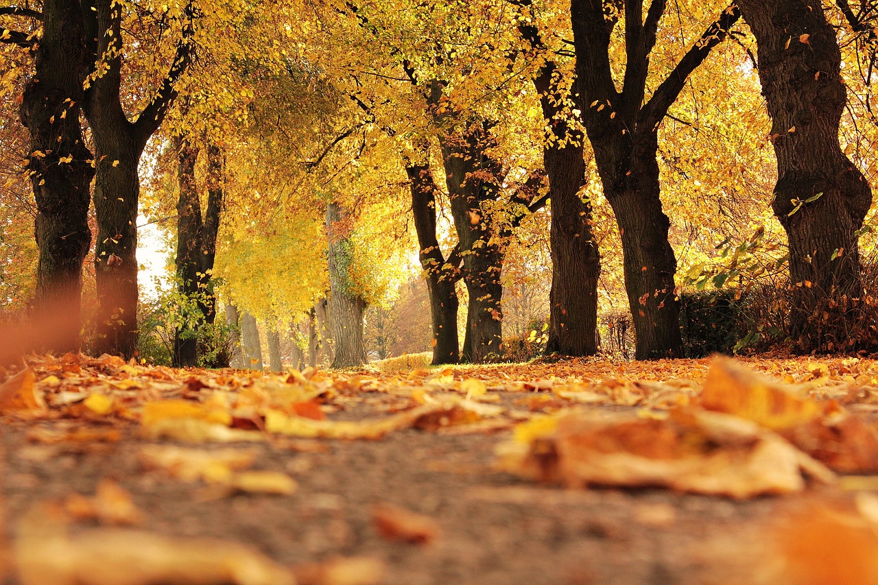 Trees Avenue Fall wallpaper