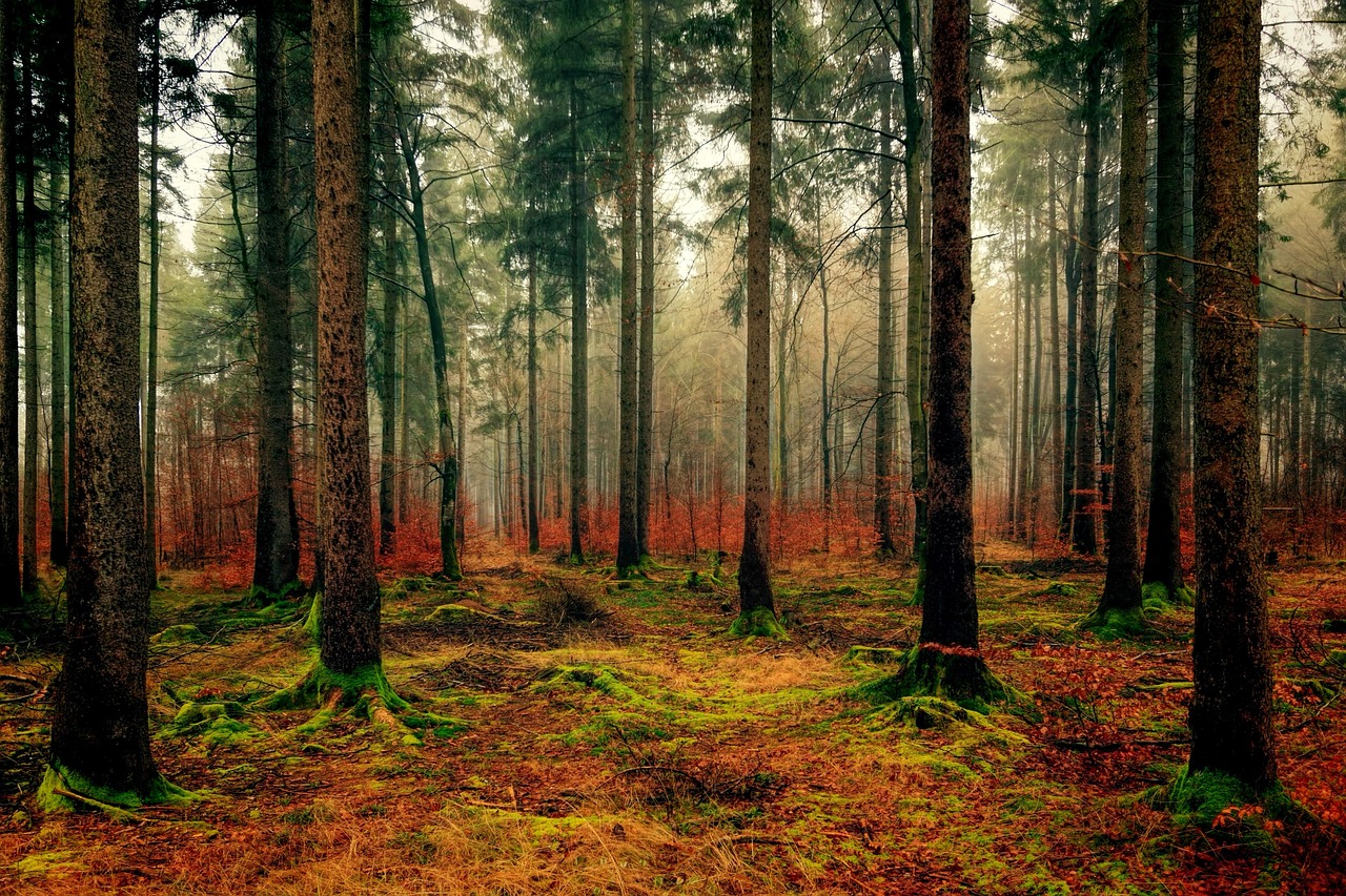Wood Tree Nature wallpaper