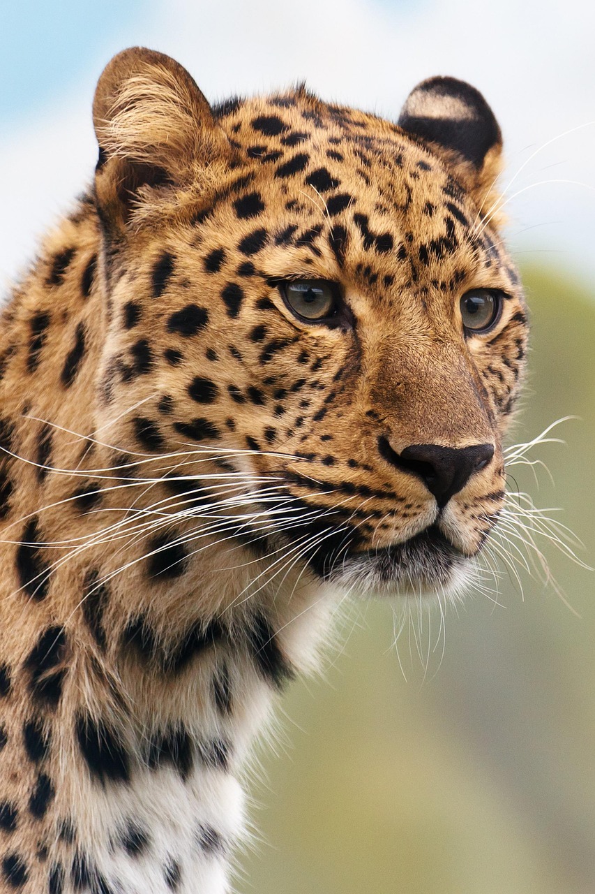 Animal Leopard Wildlife wallpaper
