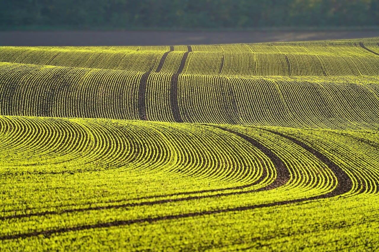Field Plant Young Plants wallpaper
