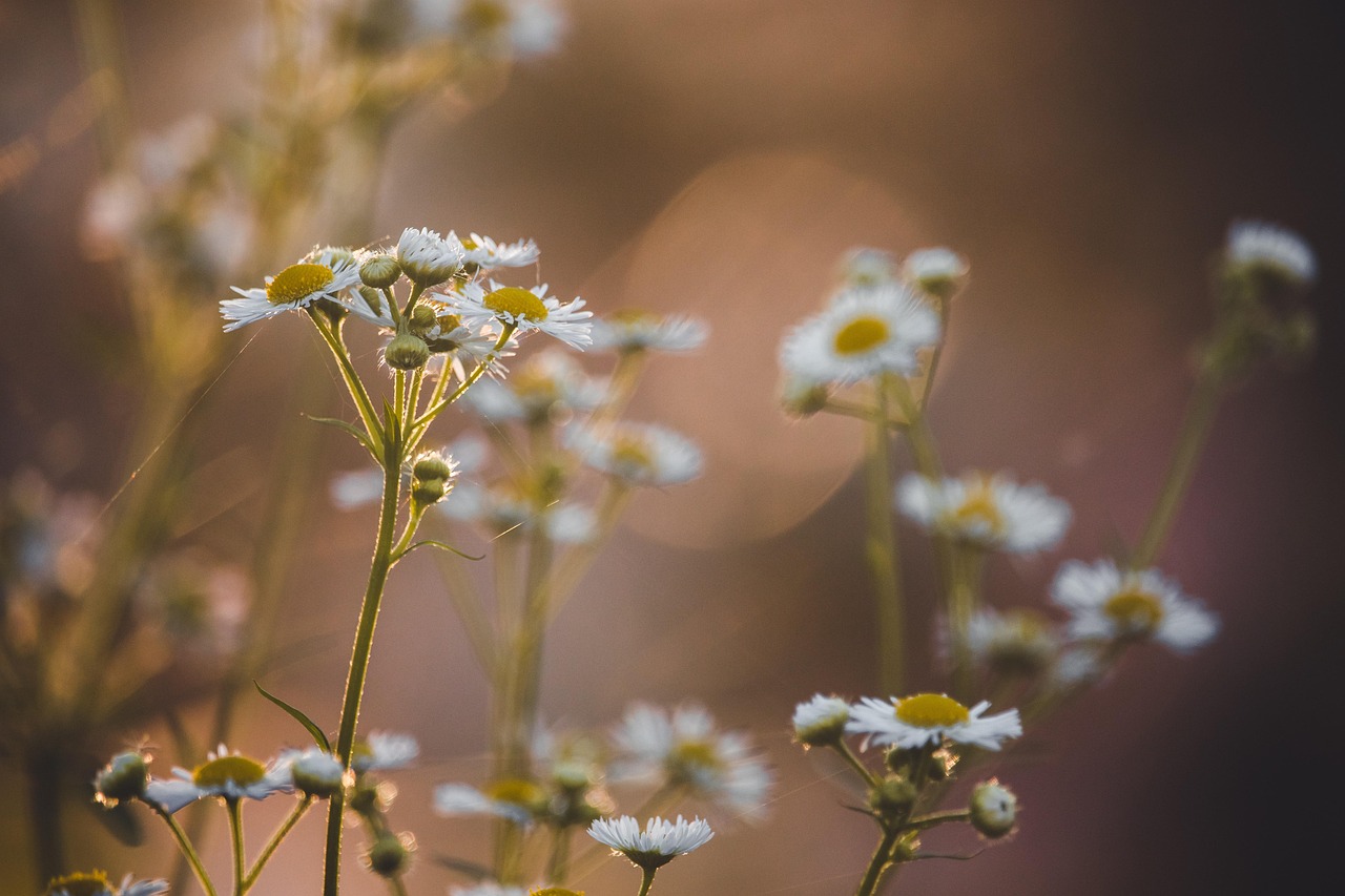Flowers Wild Flowers Autumn Colors wallpaper