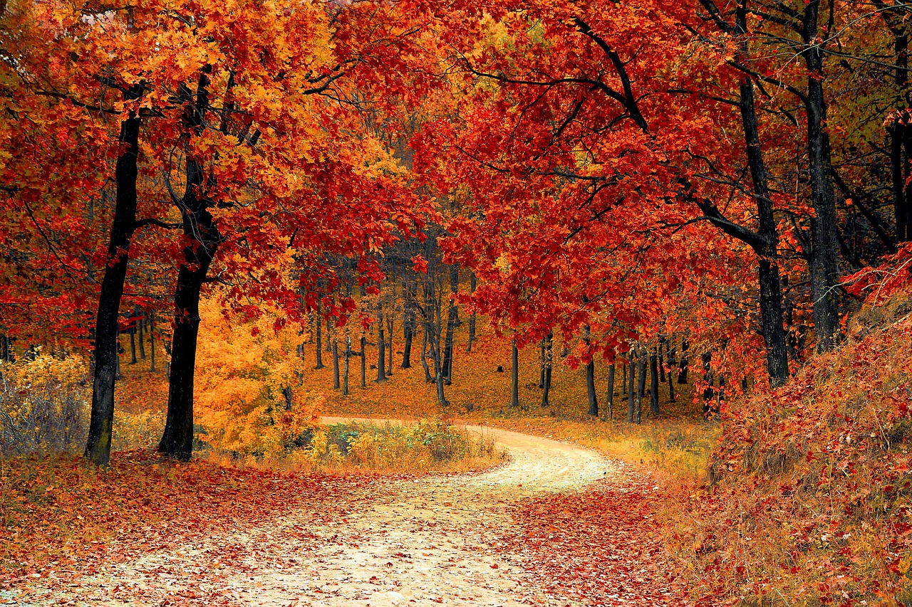 Road Forest Fall wallpaper