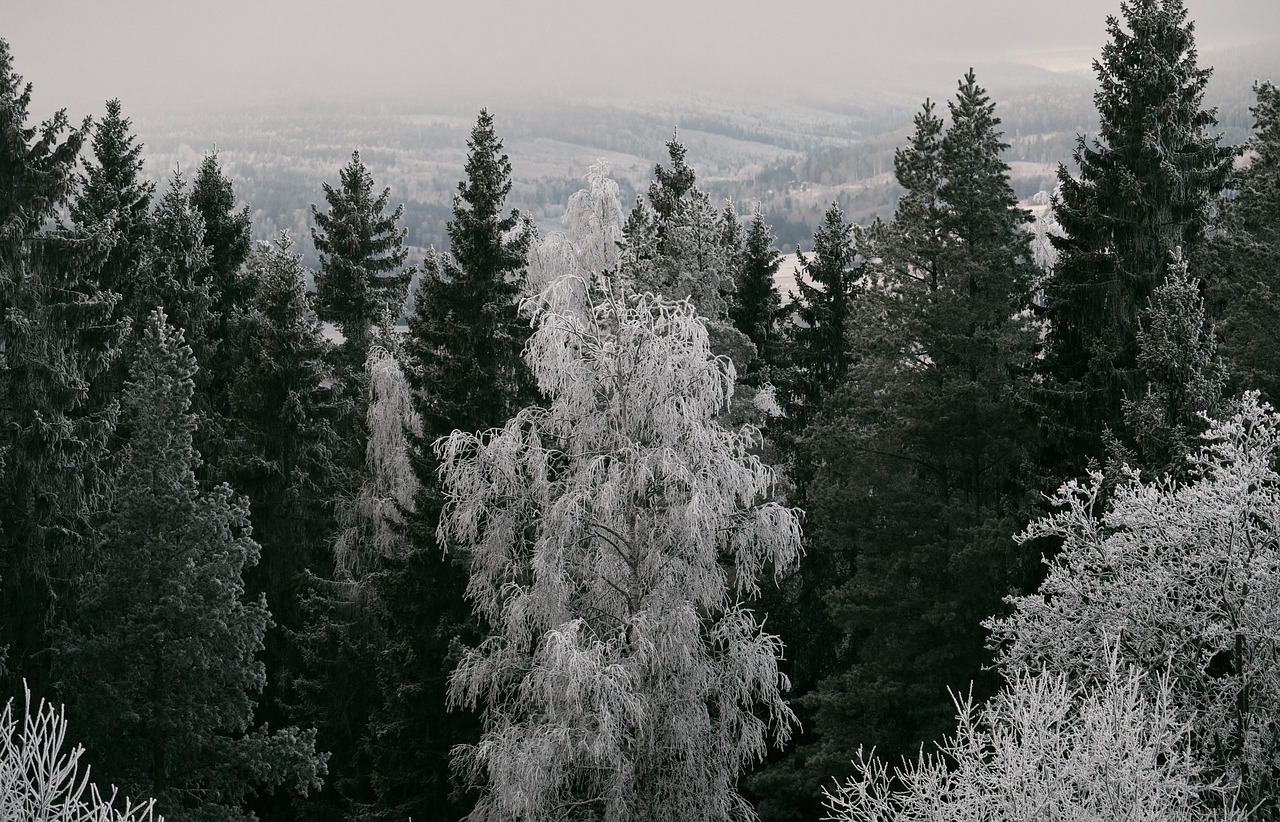 Forest Trees Cold wallpaper