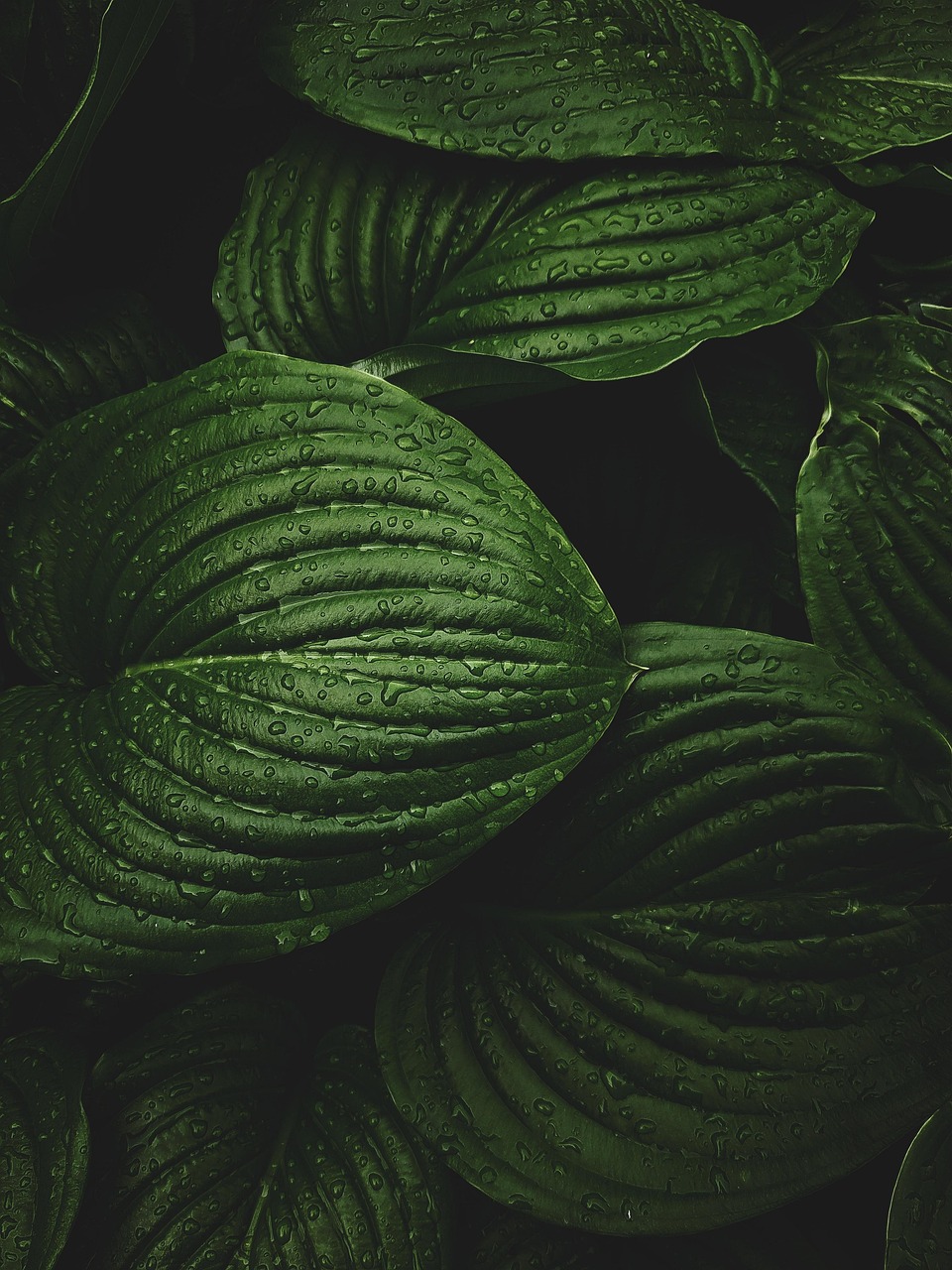 Leaves Dew Plant wallpaper