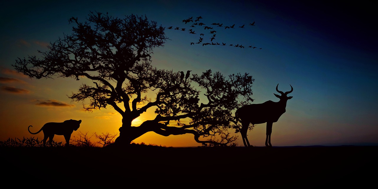 Africa Wildlife Wilderness wallpaper