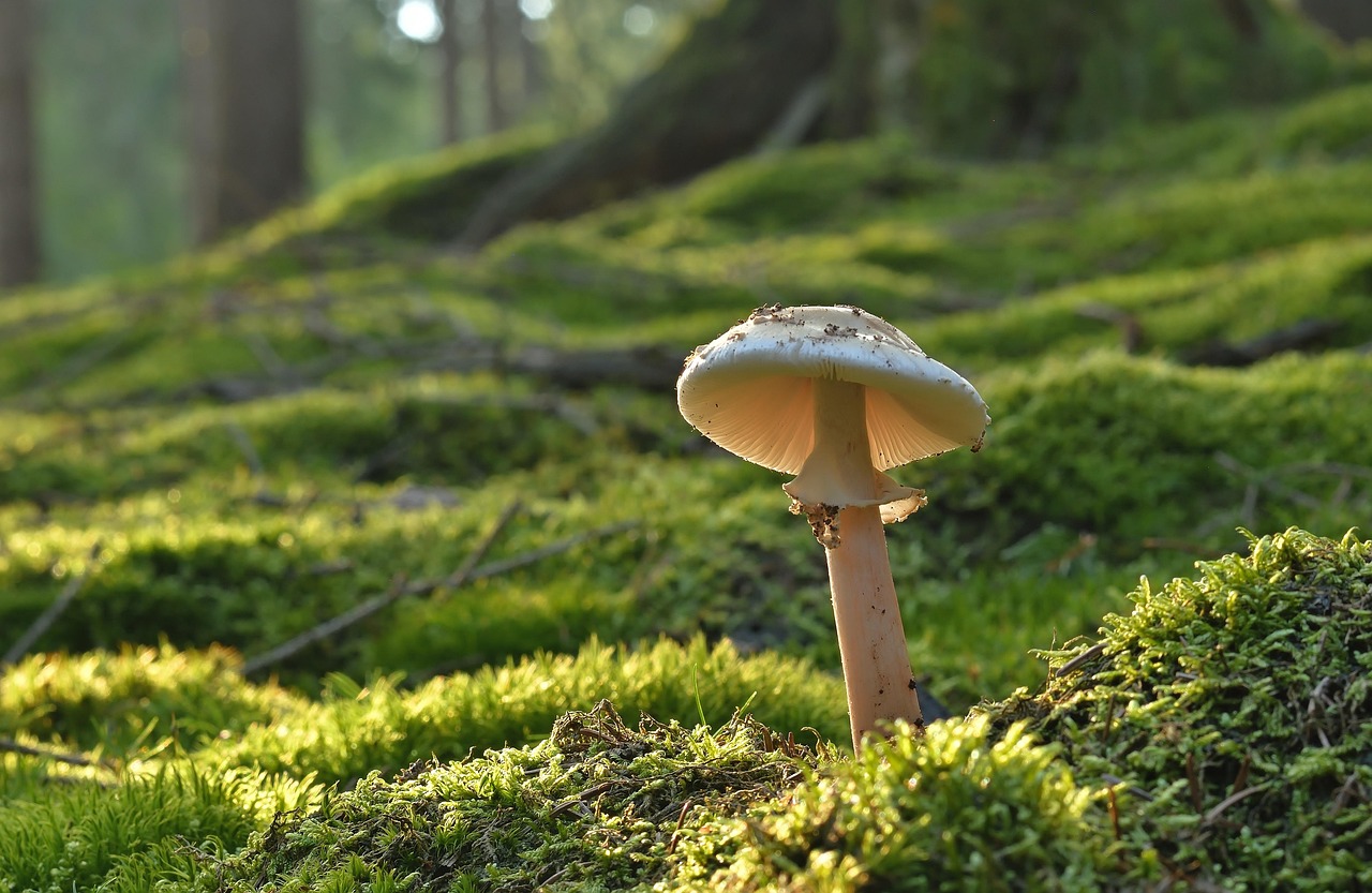 Mushroom Pearl Fungus Forest Mushroom wallpaper