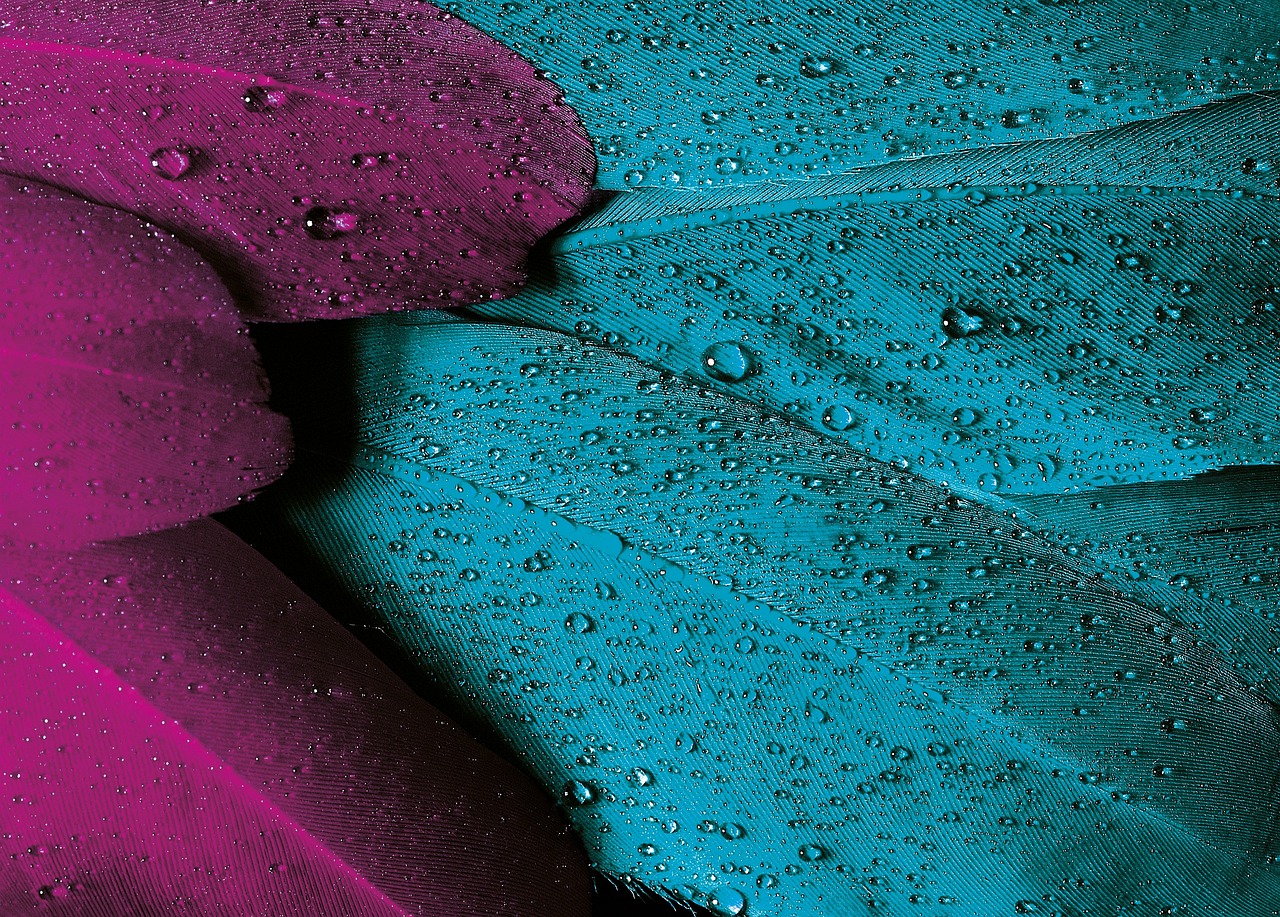 Plumage Feathers Dew wallpaper