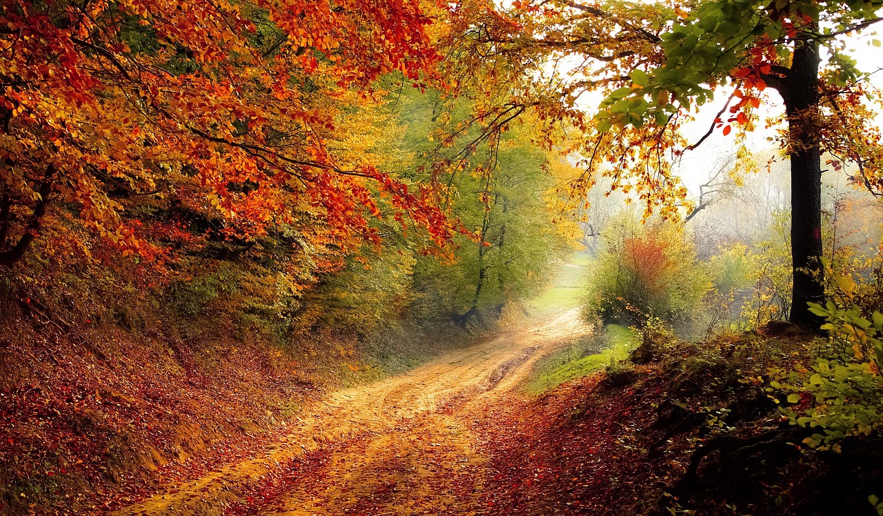 Road Forest Fall wallpaper