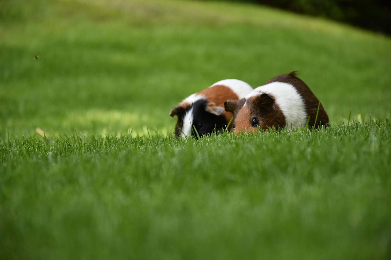Guinea Pig Few Hagenbeck wallpaper