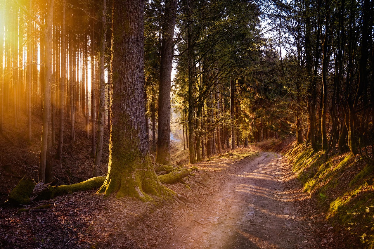 Forest Sun Warm wallpaper