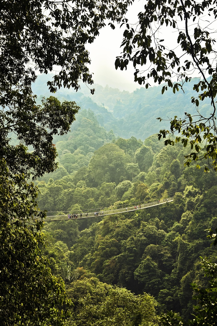 Bridge Forest Sunrise wallpaper