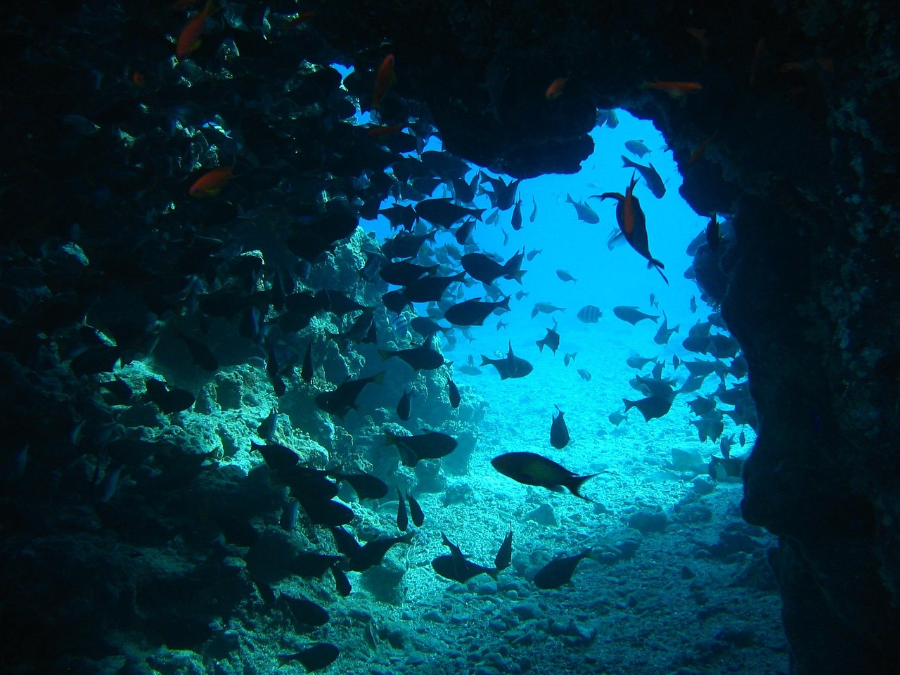 Fish Ocean Riff wallpaper