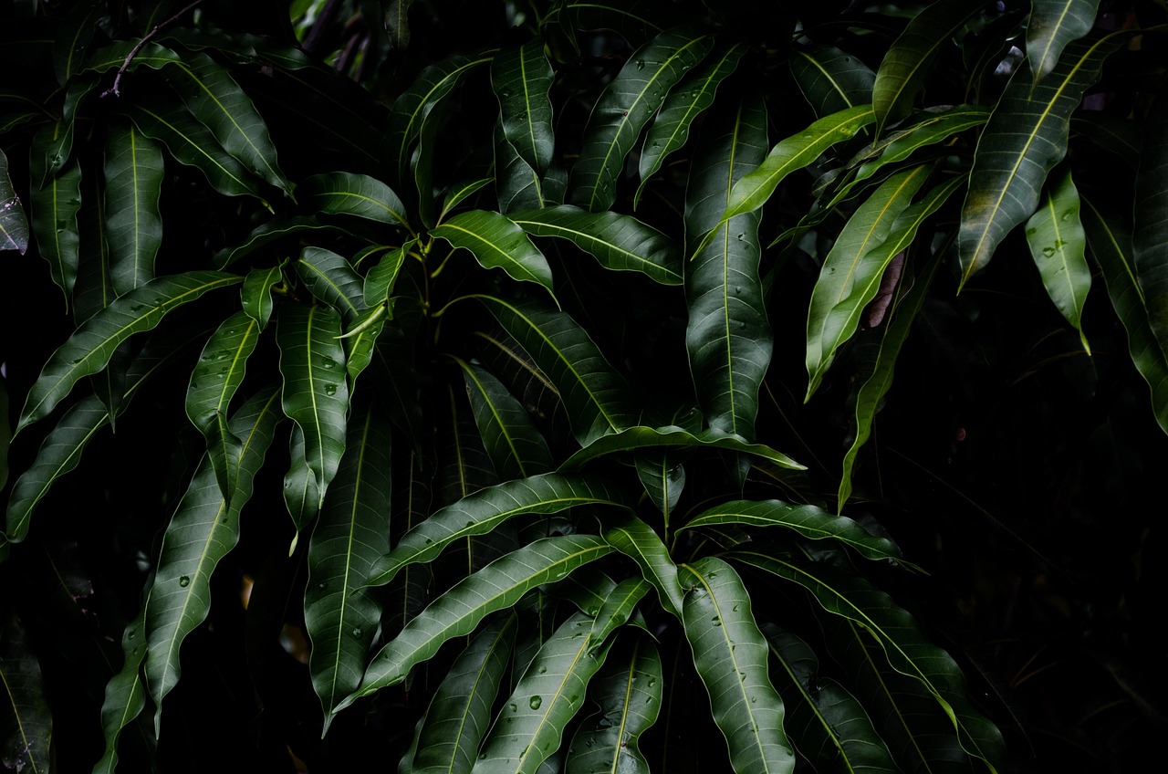 Tree Leaves Mango wallpaper