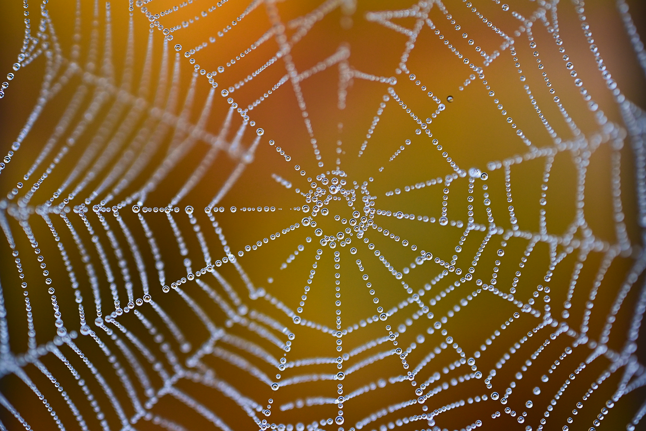 Web Net Dew wallpaper