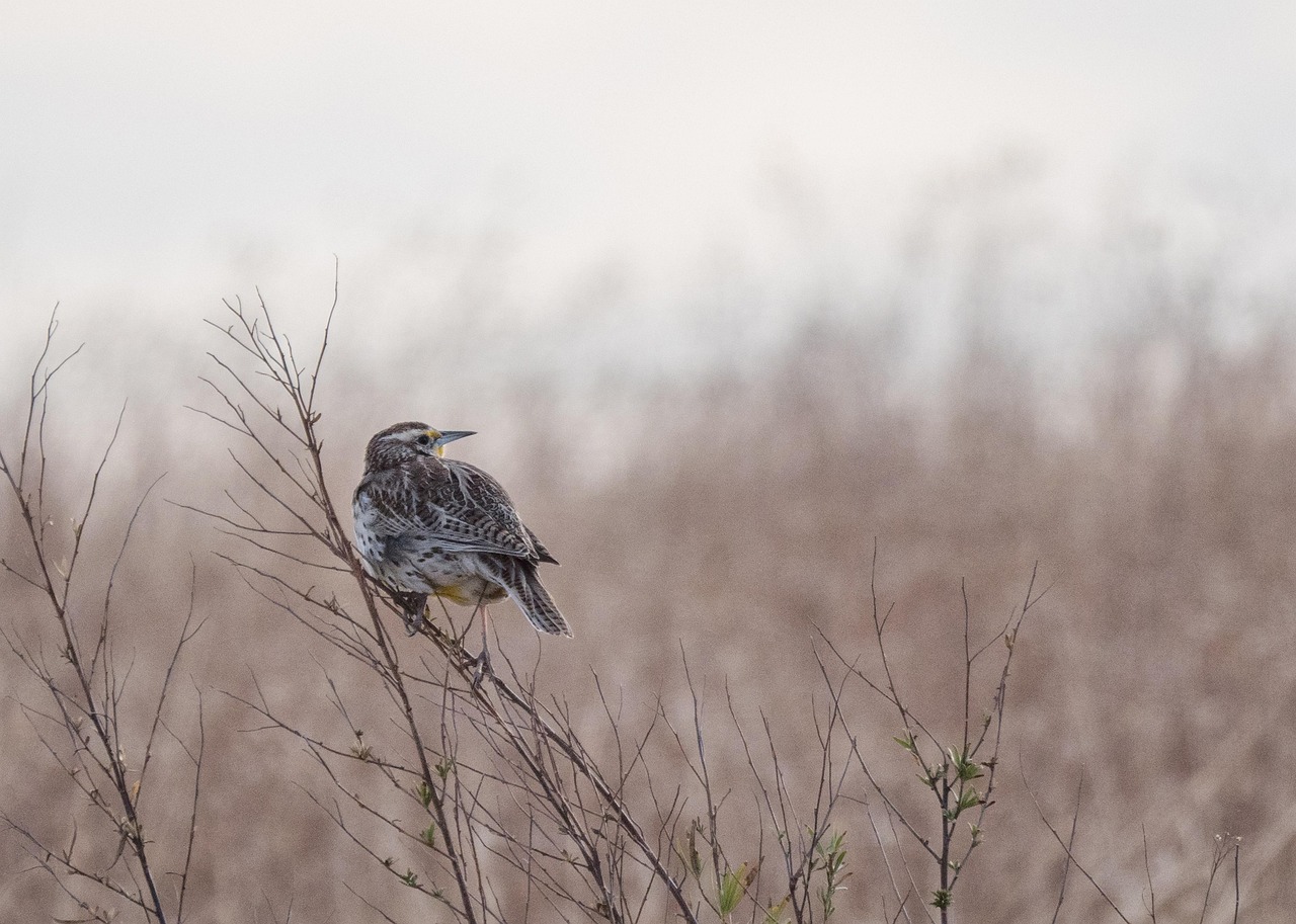 Bird Western Meadowlark Ornithology wallpaper
