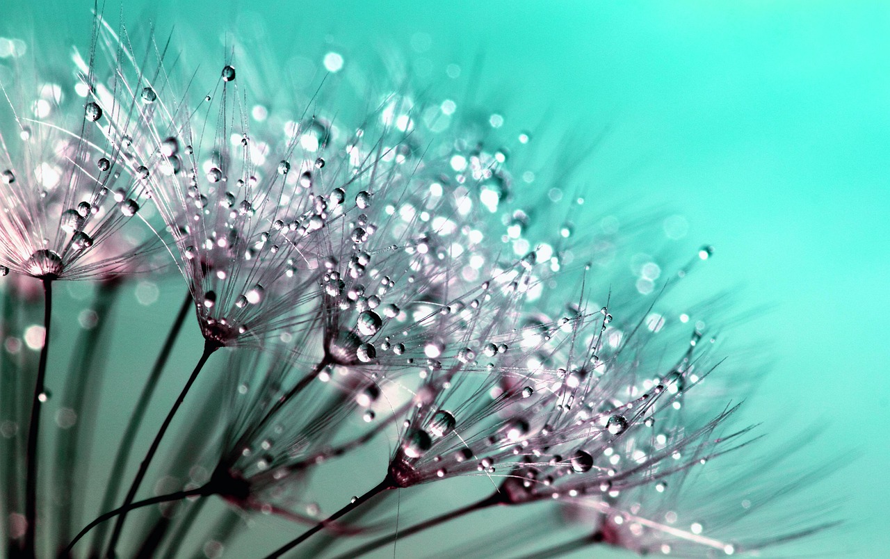 Dandelion Seeds Dew wallpaper