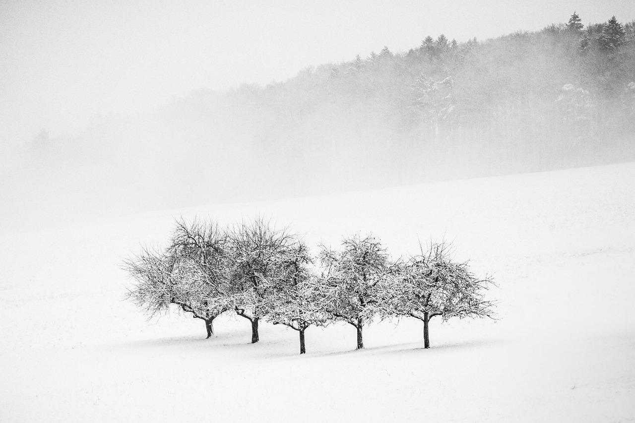 Trees Snow Winter wallpaper