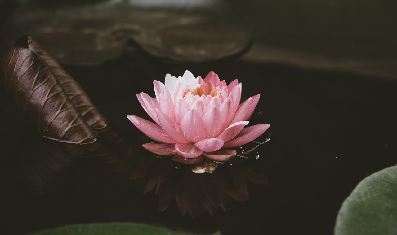 Lotus Water Lily Pink Flower wallpaper