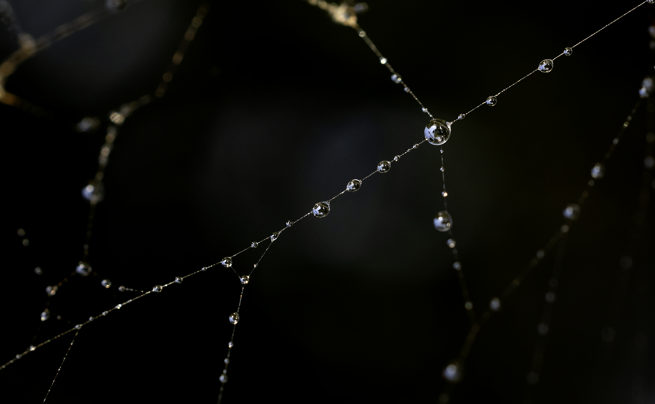 Dew Spiderweb Drop wallpaper