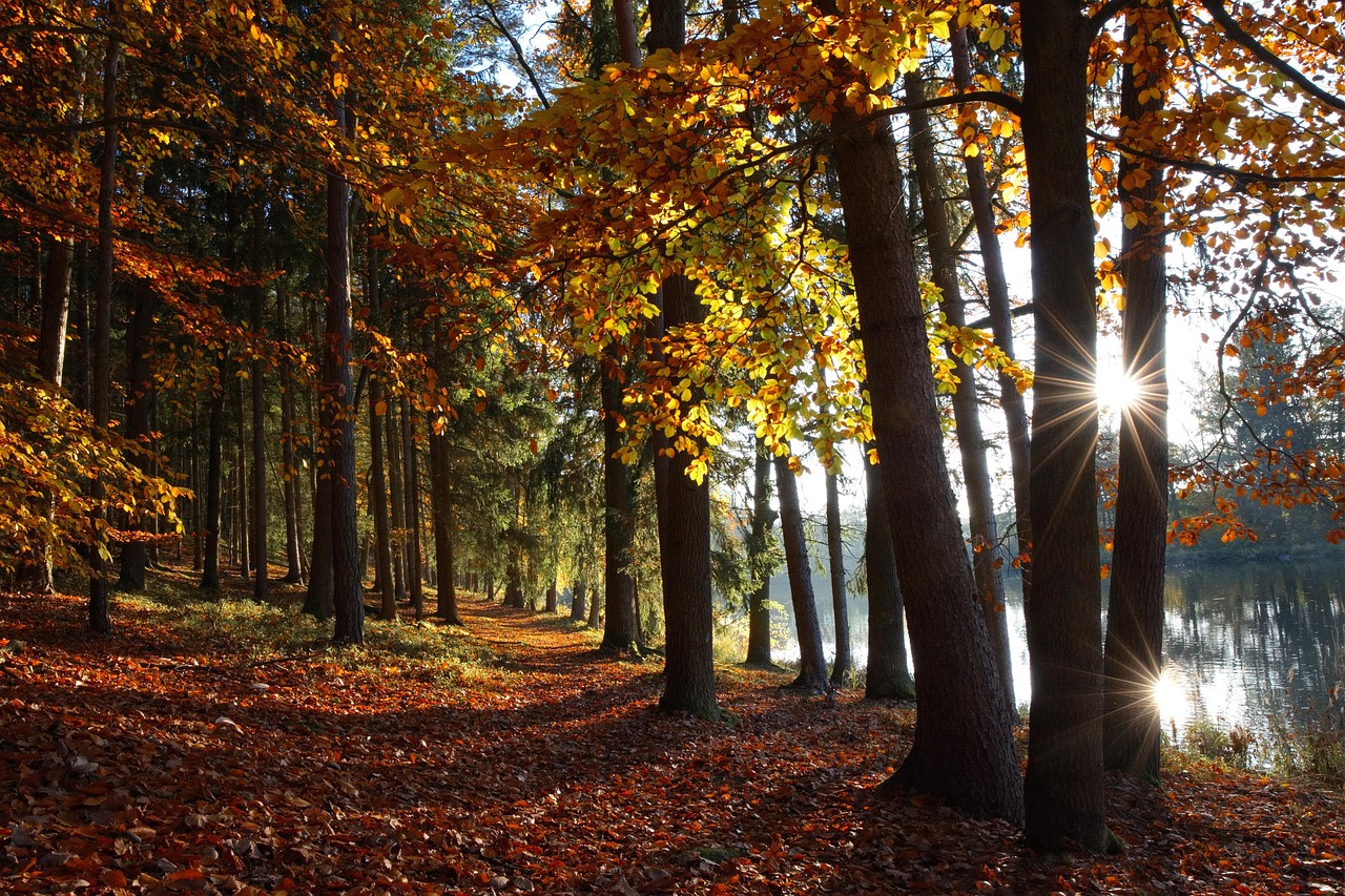 Autumn Forest Lake wallpaper