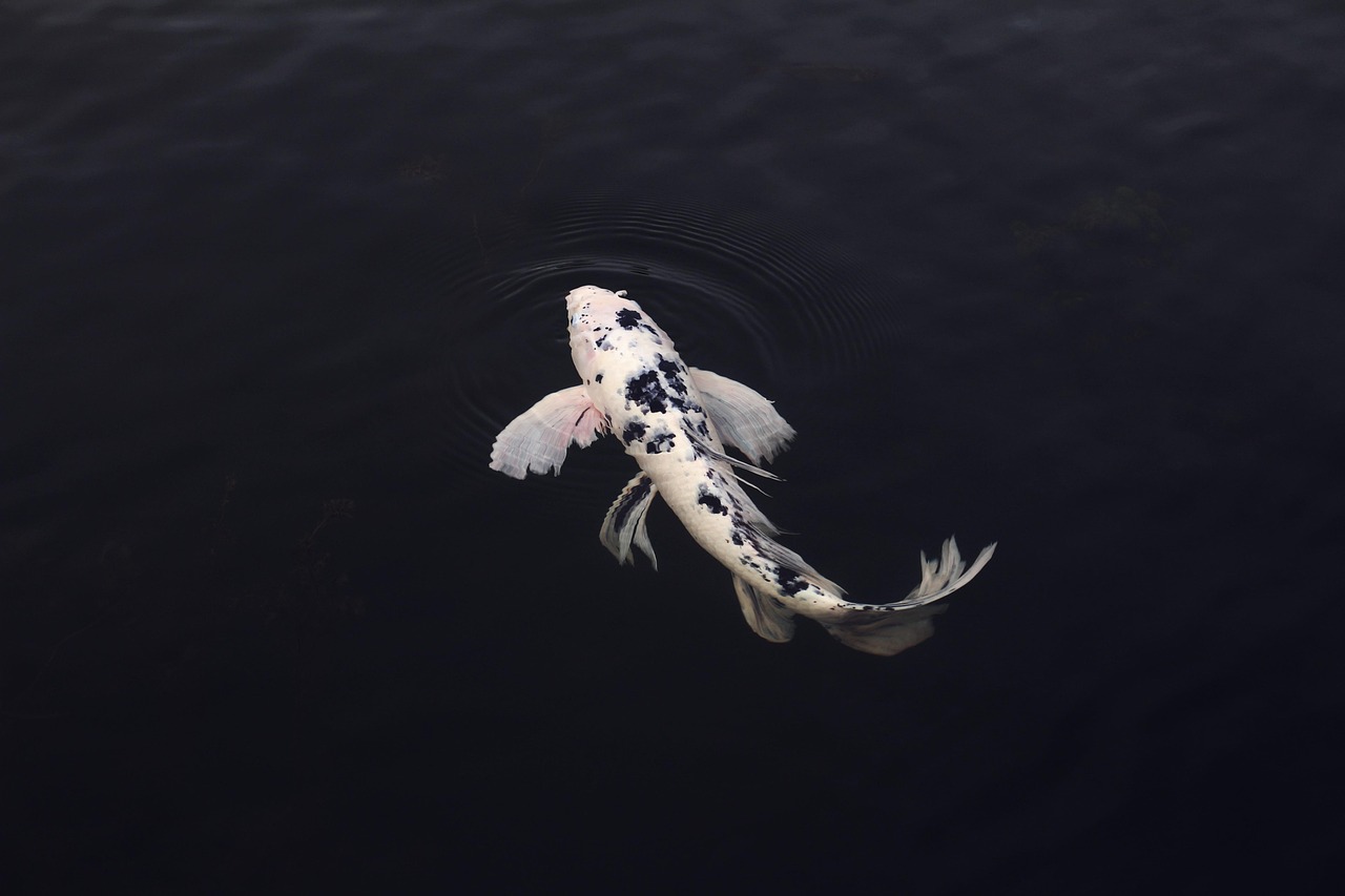 Koi Fish Minimal wallpaper