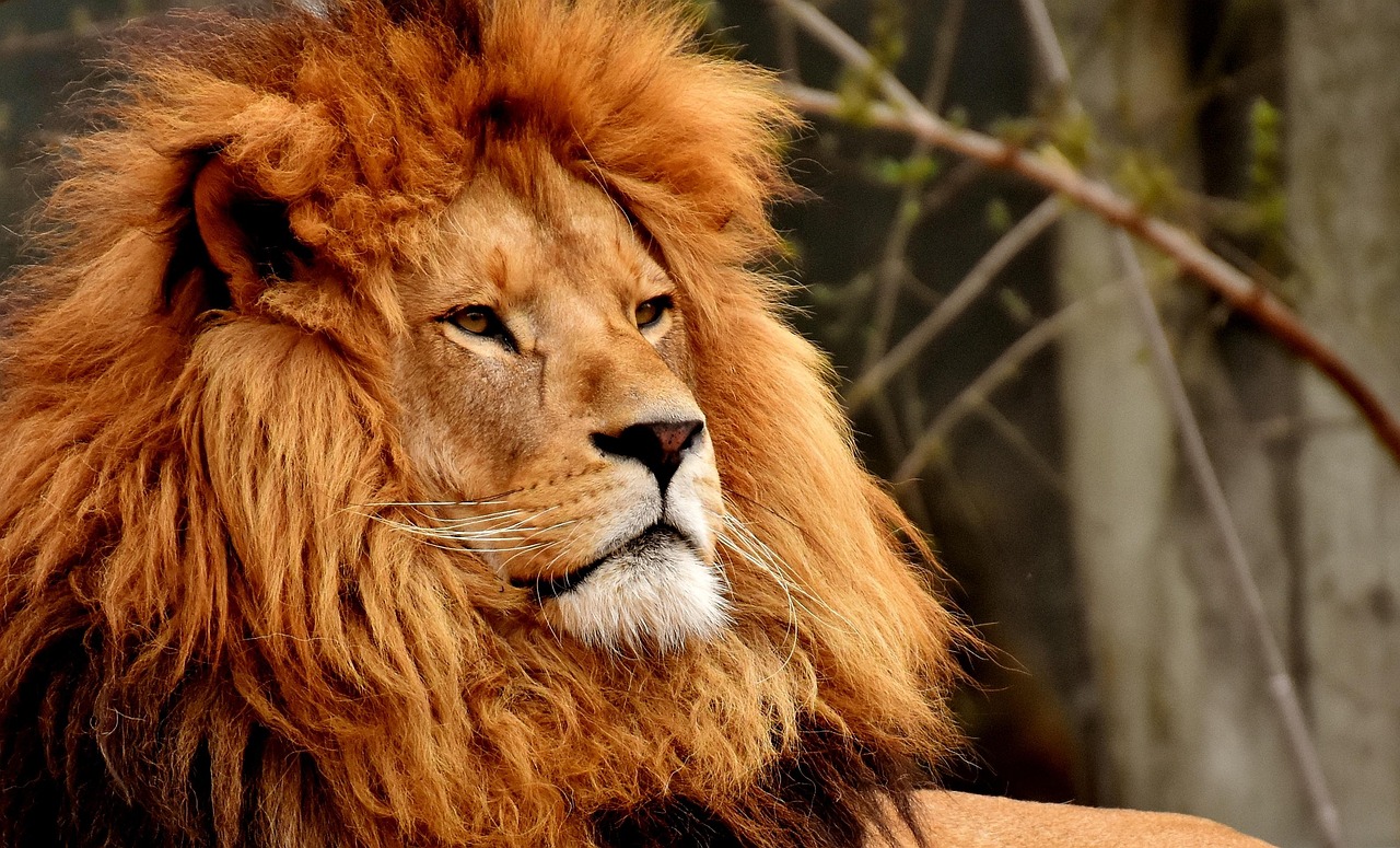 Lion Predator Dangerous wallpaper
