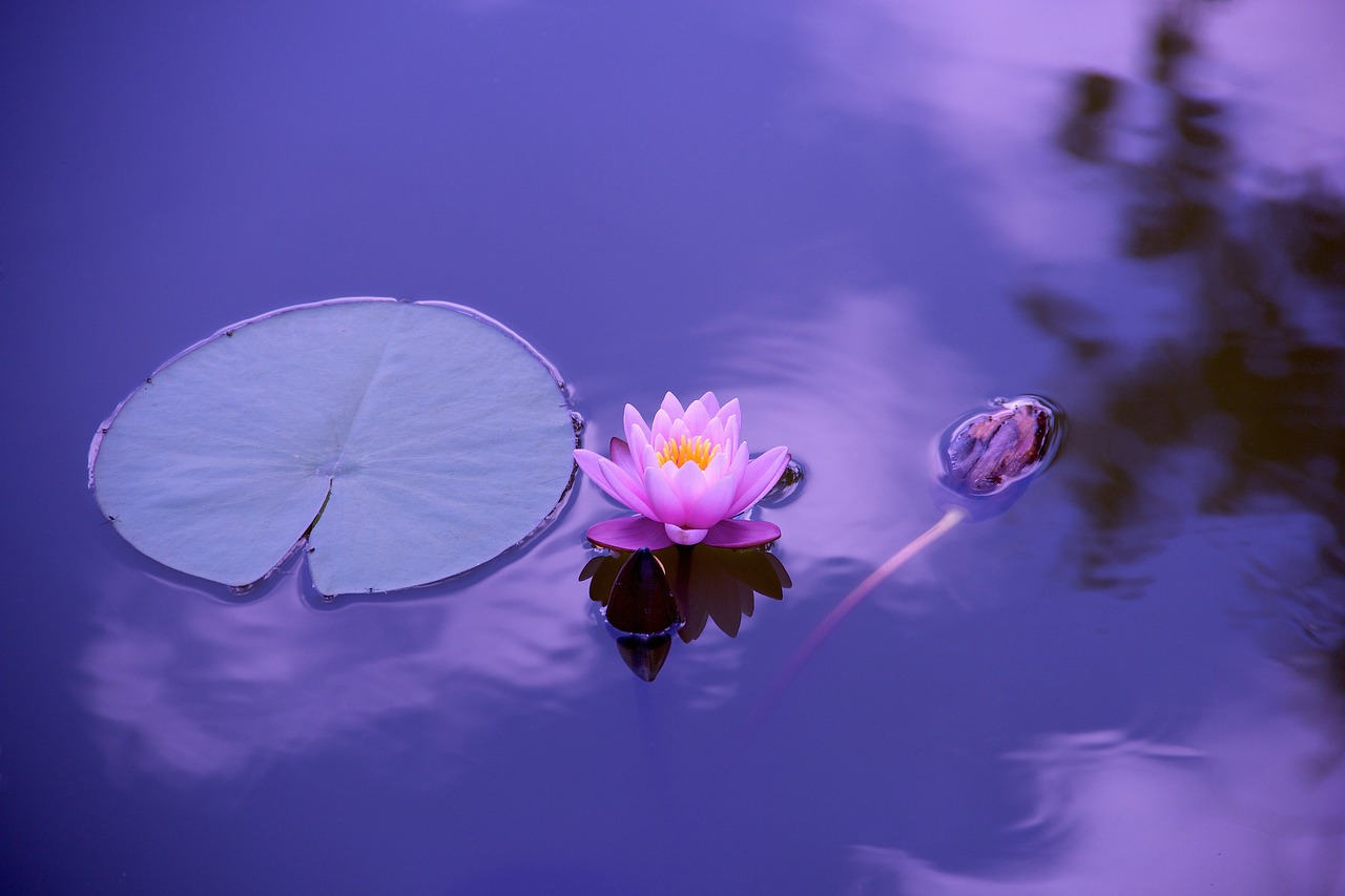 Lotus Flower Lily Pad wallpaper