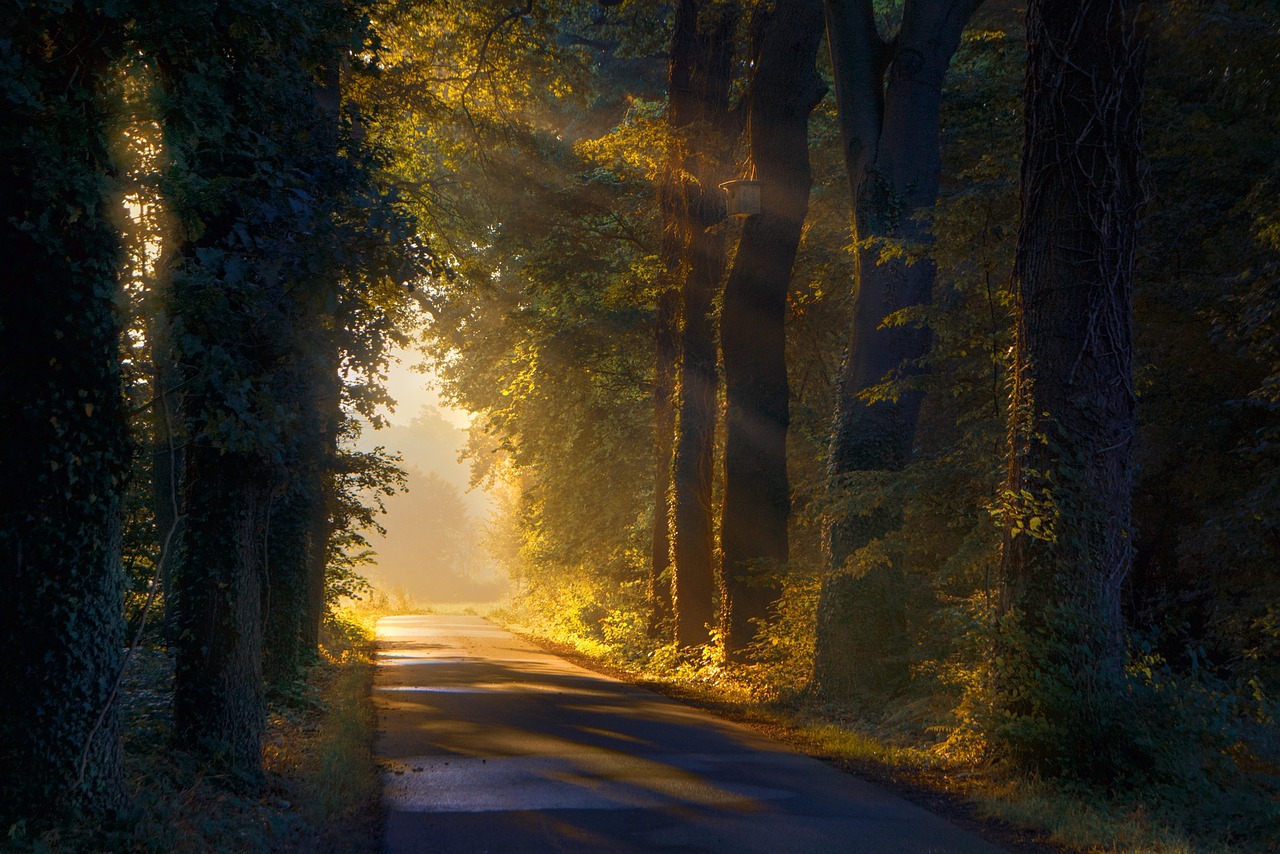 Path Trees Forest wallpaper