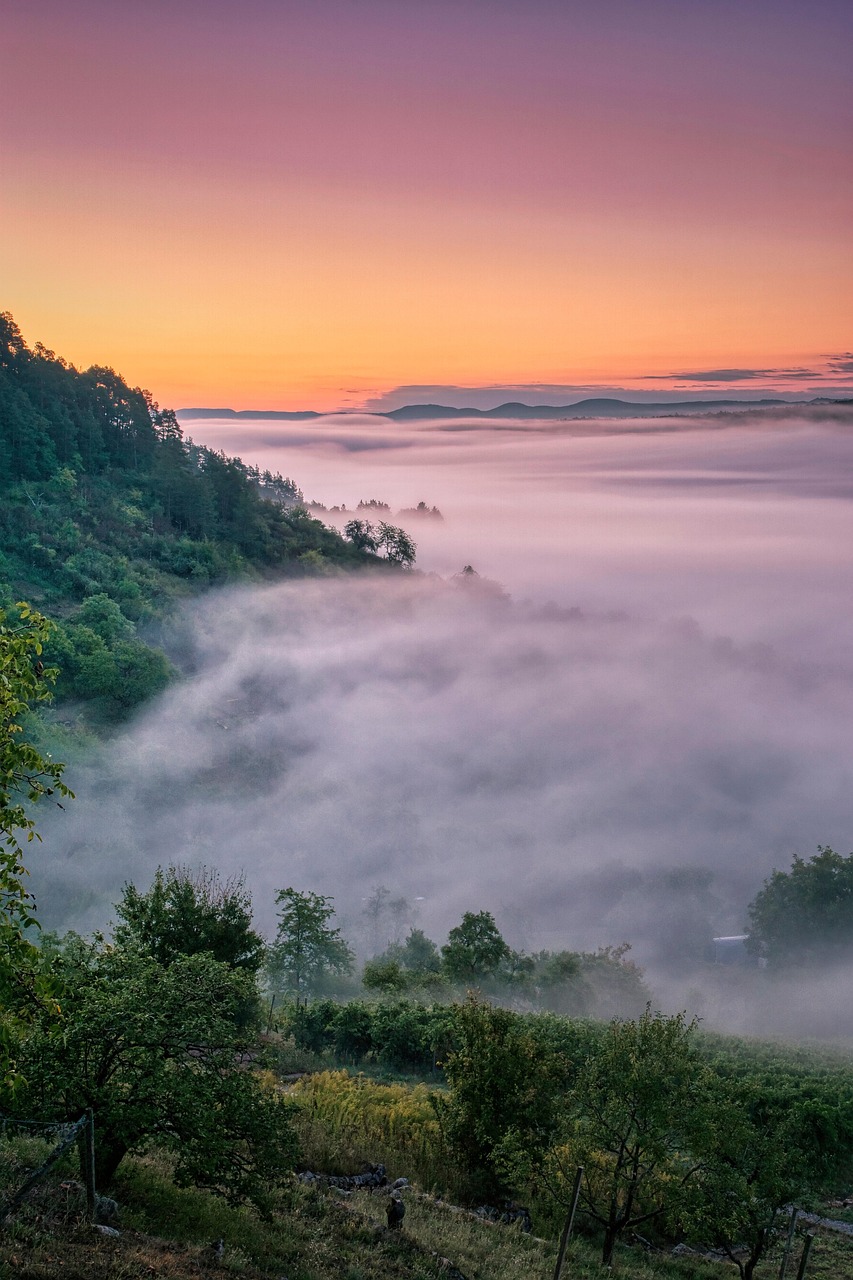 Fog Trees Vineyard wallpaper