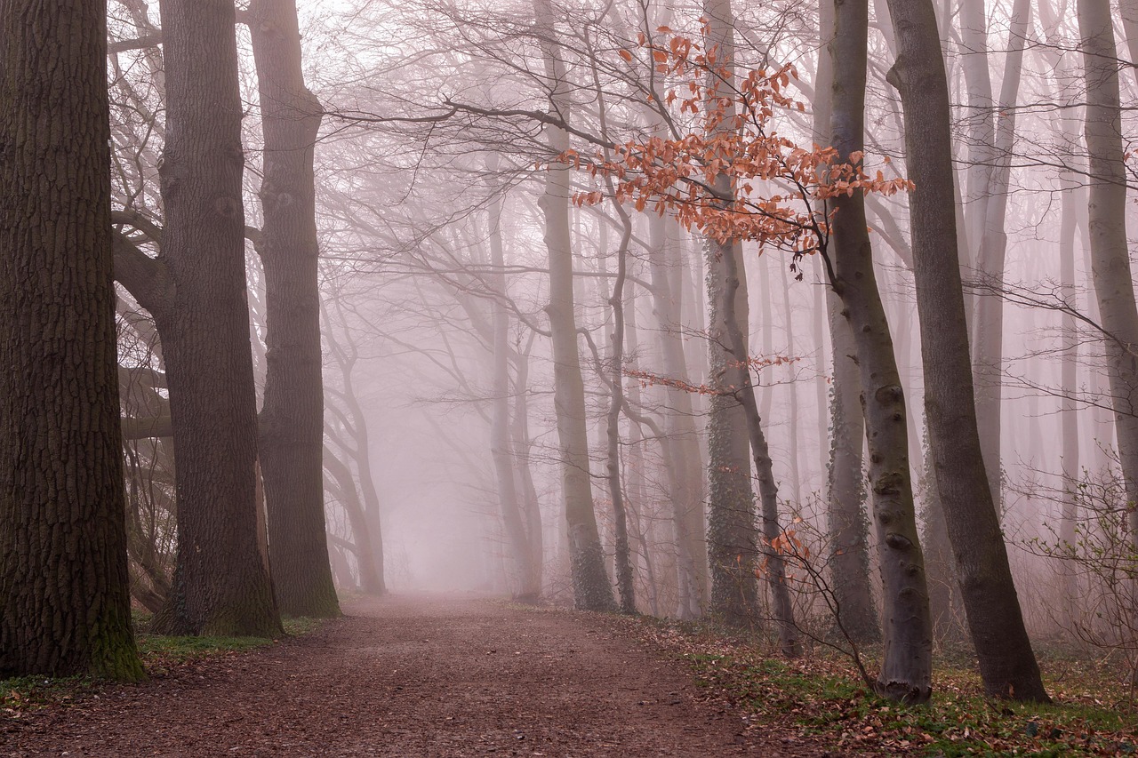 Woods Nature Outdoors wallpaper