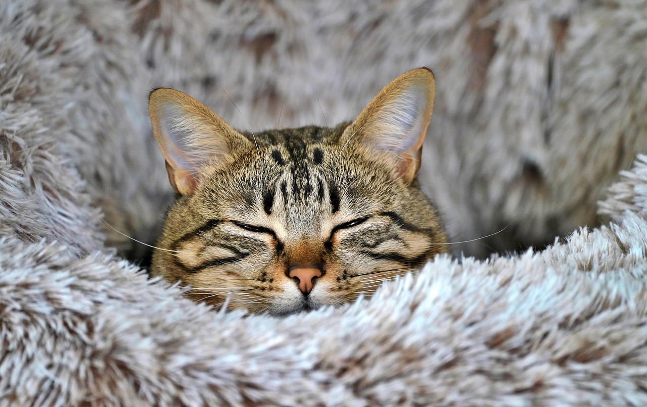 Cat Feline Asleep wallpaper