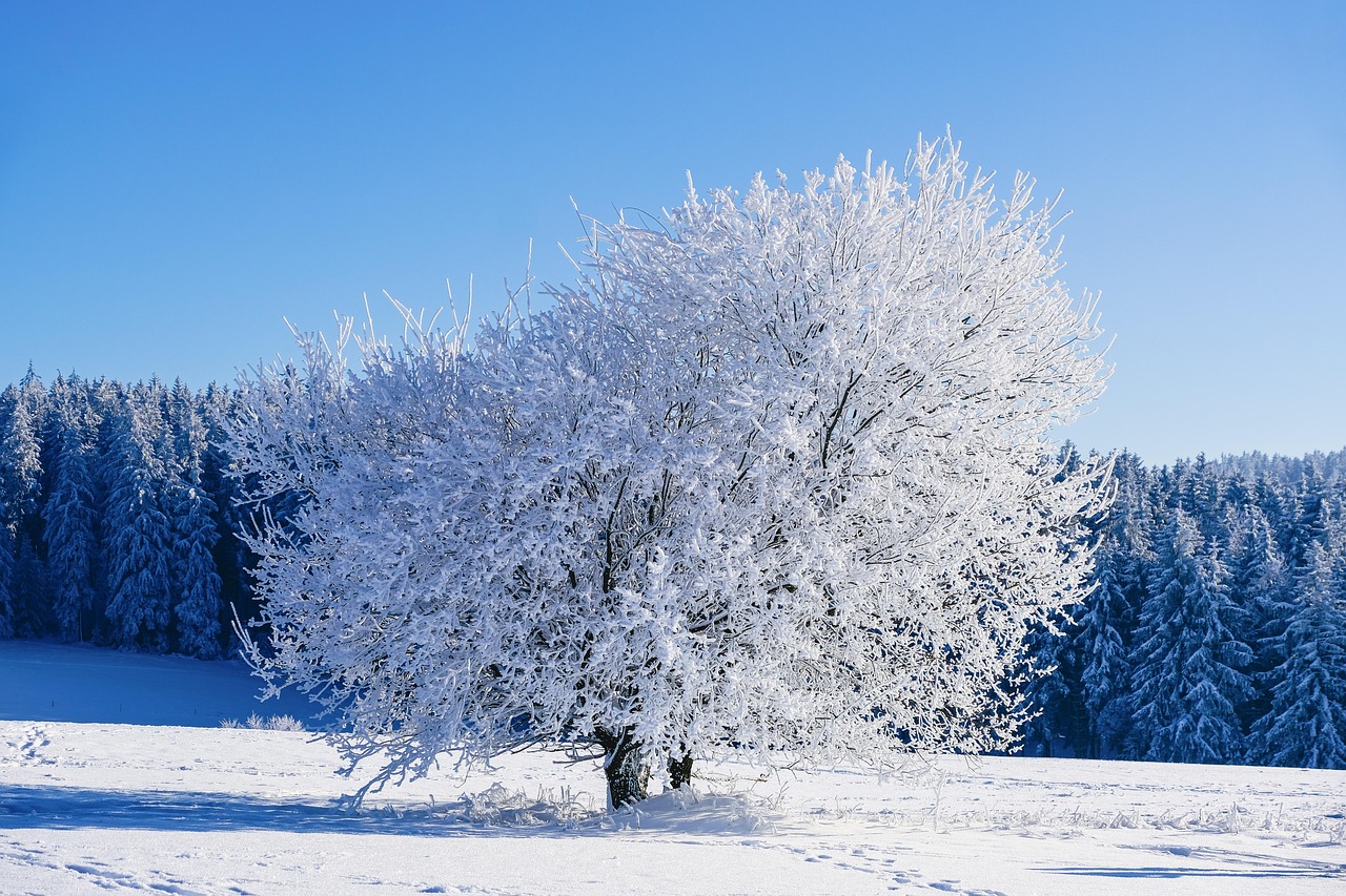 Winter Tree Frost wallpaper