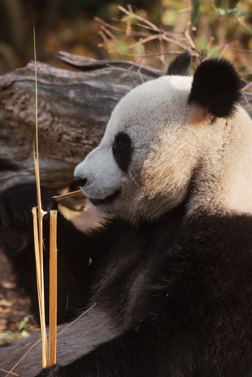 Giant Panda Cuddly Bamboo Eating wallpaper