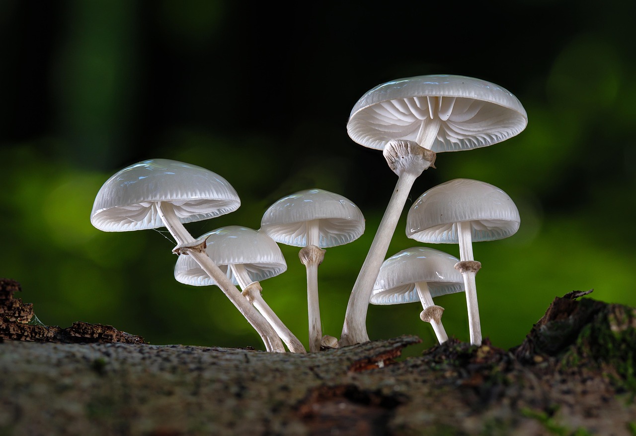 Mushrooms Book Mucus Oyster Mushroom Fall wallpaper