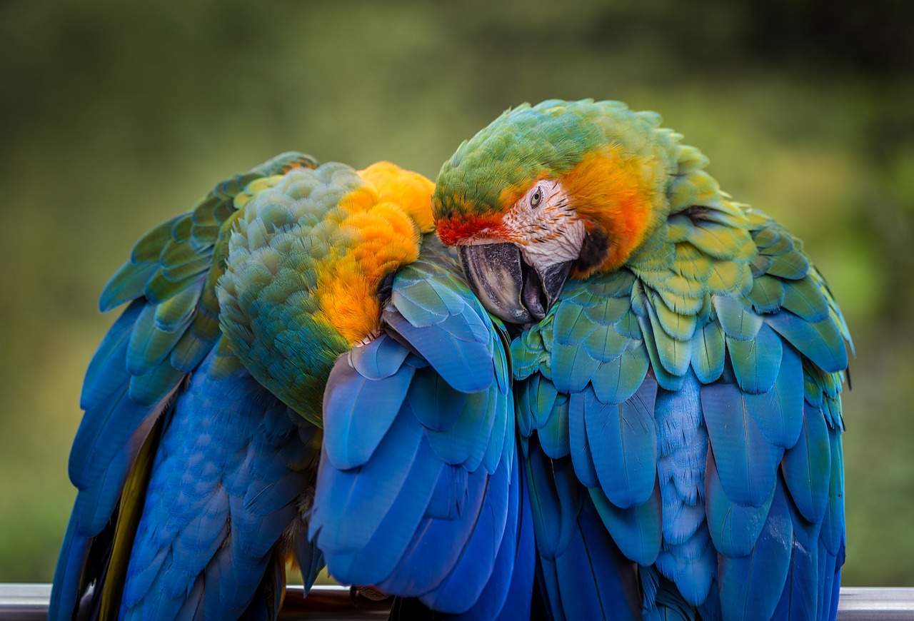 Bird Parrot Animal wallpaper