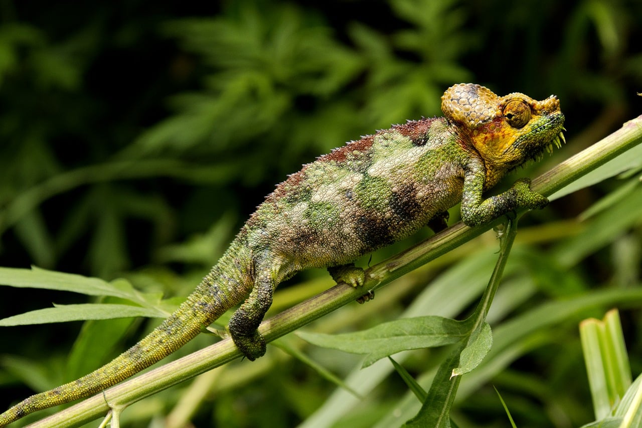 Chameleon Reptile Nature wallpaper
