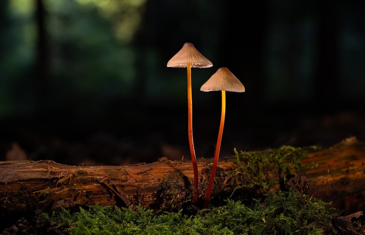 Mushroom Forest Floor Nature wallpaper