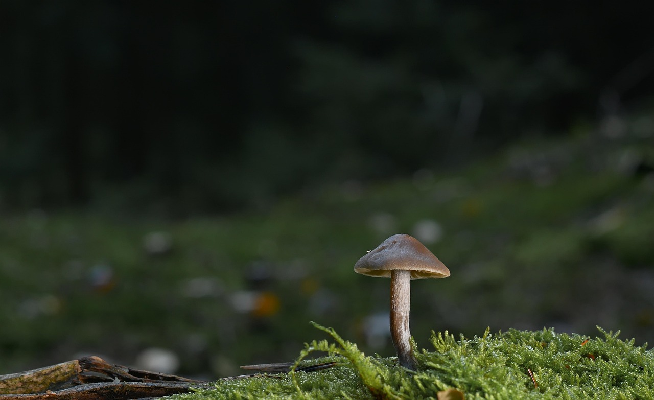 Mushroom Forest Moss wallpaper