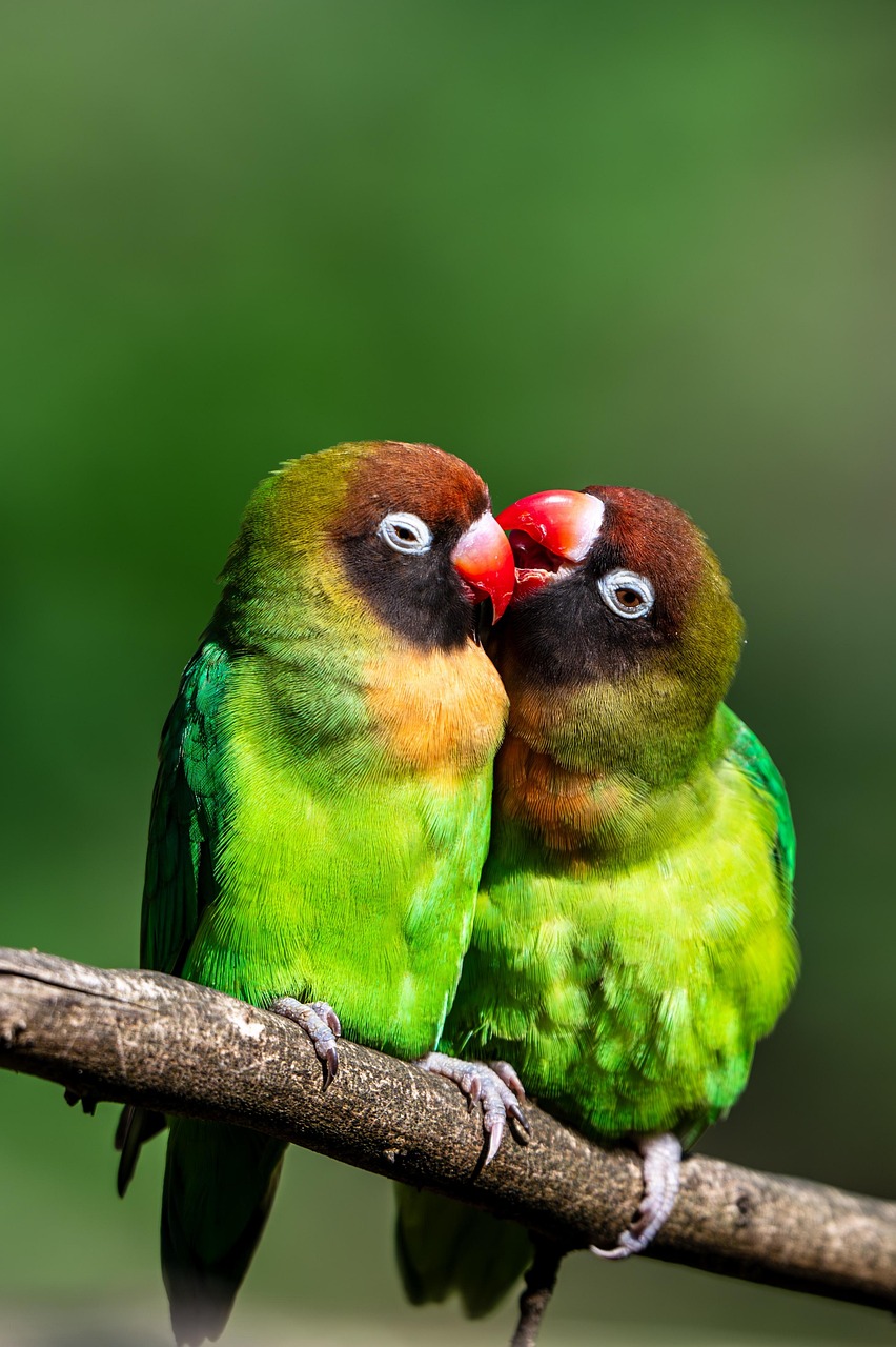 Parakeets Nature Wildlife wallpaper