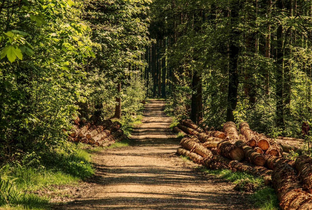 Trees Forest Forest Path wallpaper