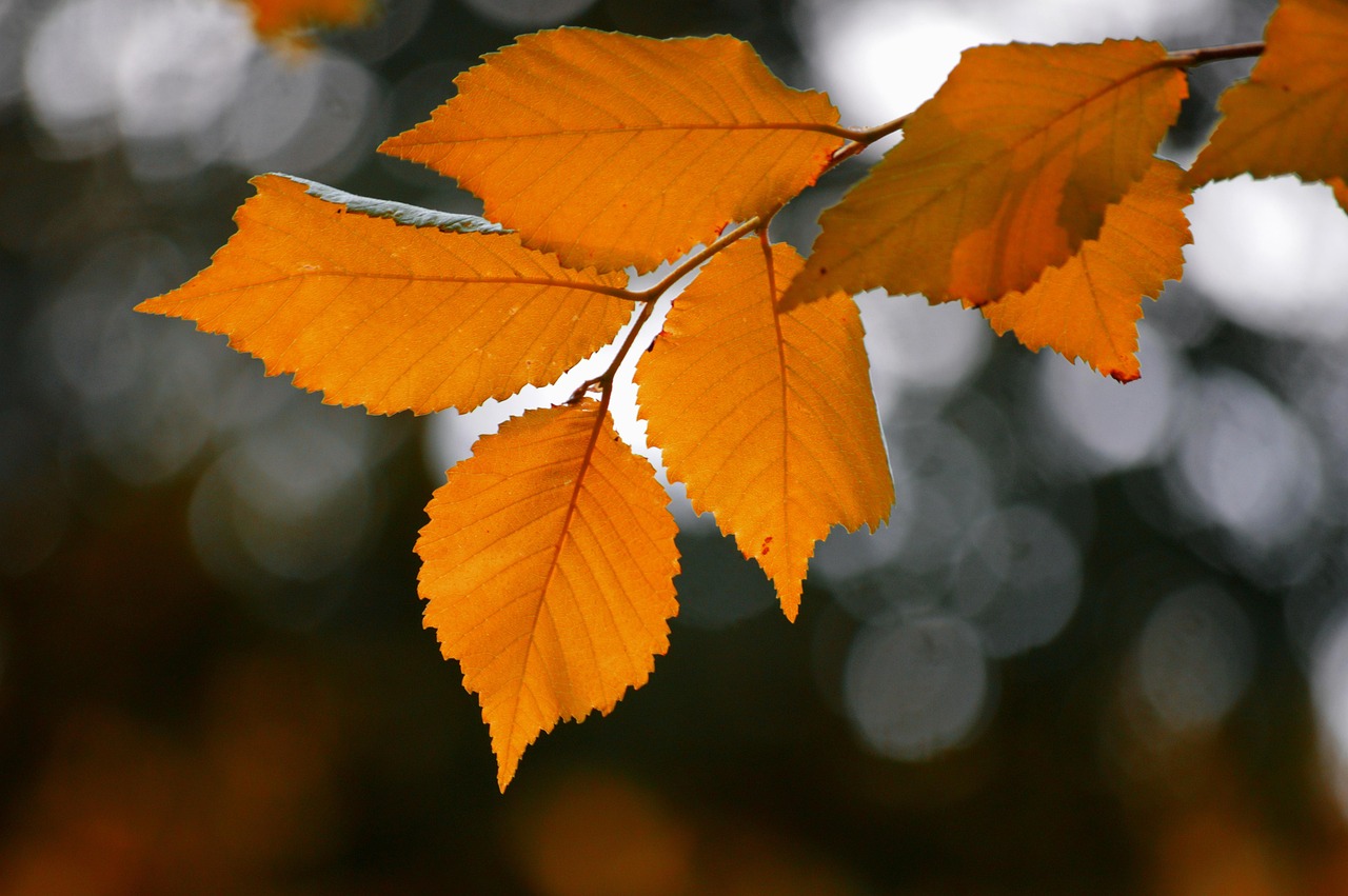 Leaves Leaves Leaves Deciduous Tree wallpaper