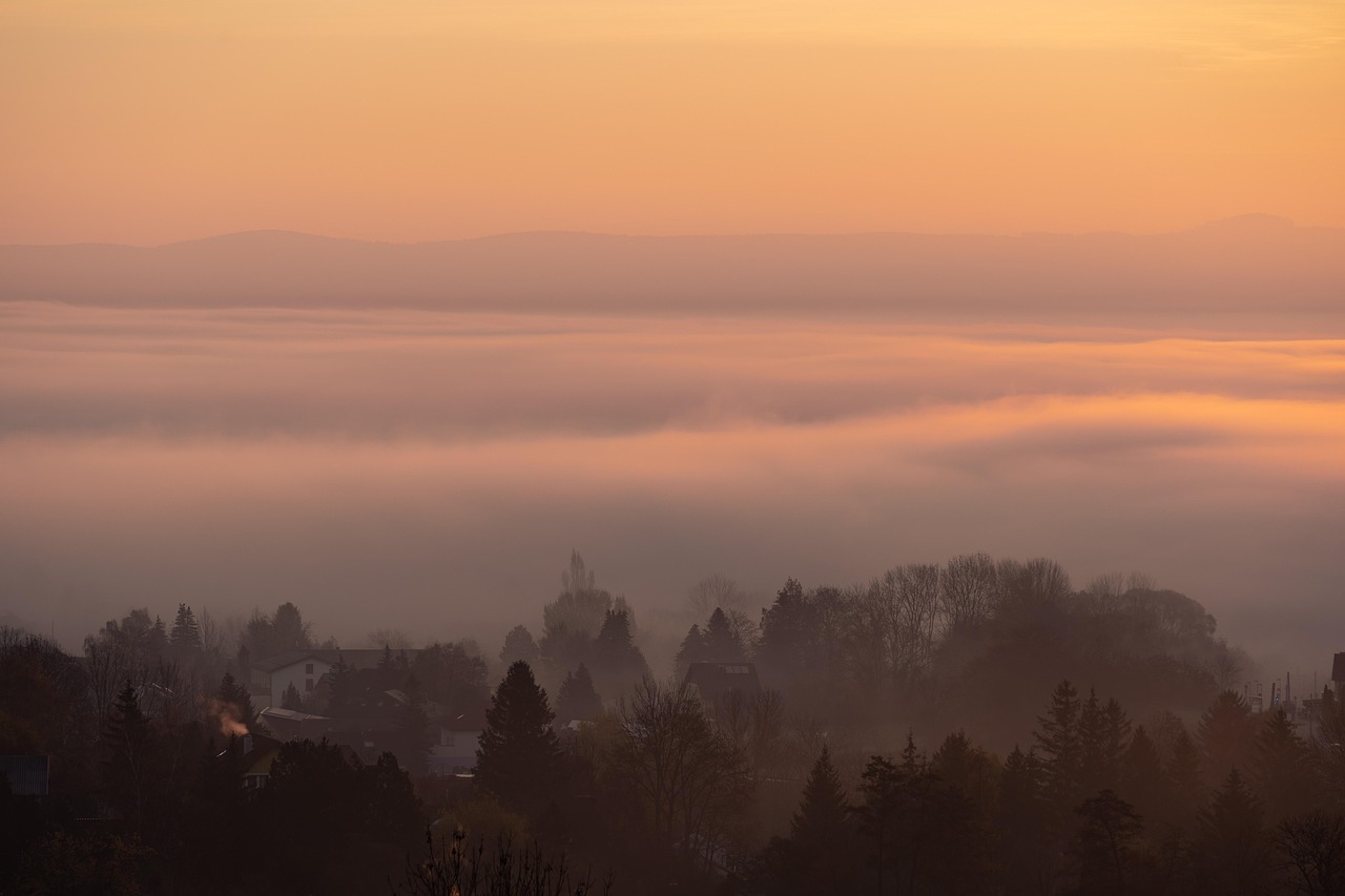 Trees Fog Foggy wallpaper